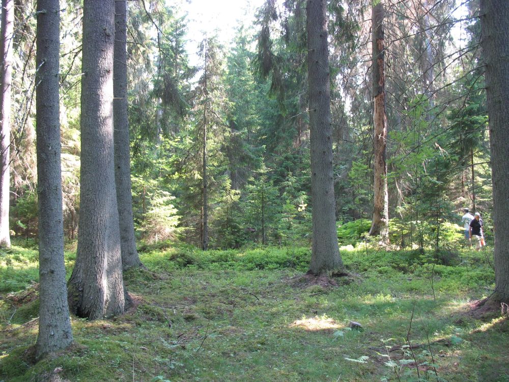 Vanade ja põliste viljakate metsade ruumiline struktuur sobib puhkemetsaks. Puude võrastiku lehepind varjab tihedat põõsa- ja rohurinnet sedavõrd, et inimese vaatekõrgusel on avarust rohkem kui nooremates puistutes. Puud on kõigis vanusklassides (erinevaealine puistu, erivanuselised puud) ja esineb ka surnud jämedaid puid; alustaimestik on mosaiikne ja liigirikas. Iga 3-5 km raadiuses peaks maastikus olema puutumatut metsa, seda ülesannet täidavad väljaspool kaitsealasid ka vääriselupaigad, parkmetsad, vanad elustikupuud metsaparkides ning (enne 2009. a) kaitsemetsad. Põline laanekuusik Lahemaal Altja rannametsas (2.7.2011)