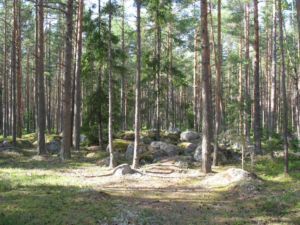 Parkmets Käsmu poolsaarel, mida tuleb hooldada püsimetsana