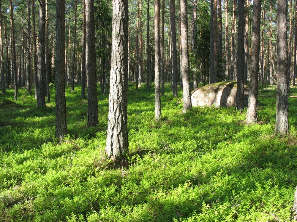 Mustikametsad tuleb hoida hõredana (võrade liitus 0,5-0,6), et mustikas õitseks ja kannaks marju; lageraiega mustikas hävib