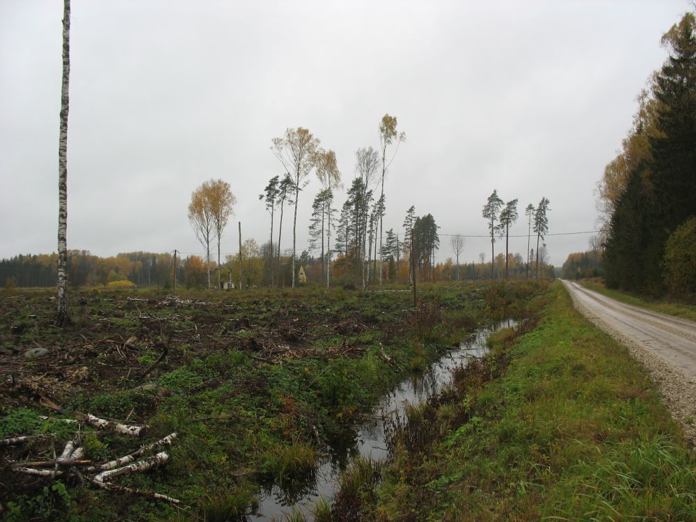Kunagine Luuasaare metsavahi koht peale riigimetsa 4,4 ha lageraiet (16.10.2017)