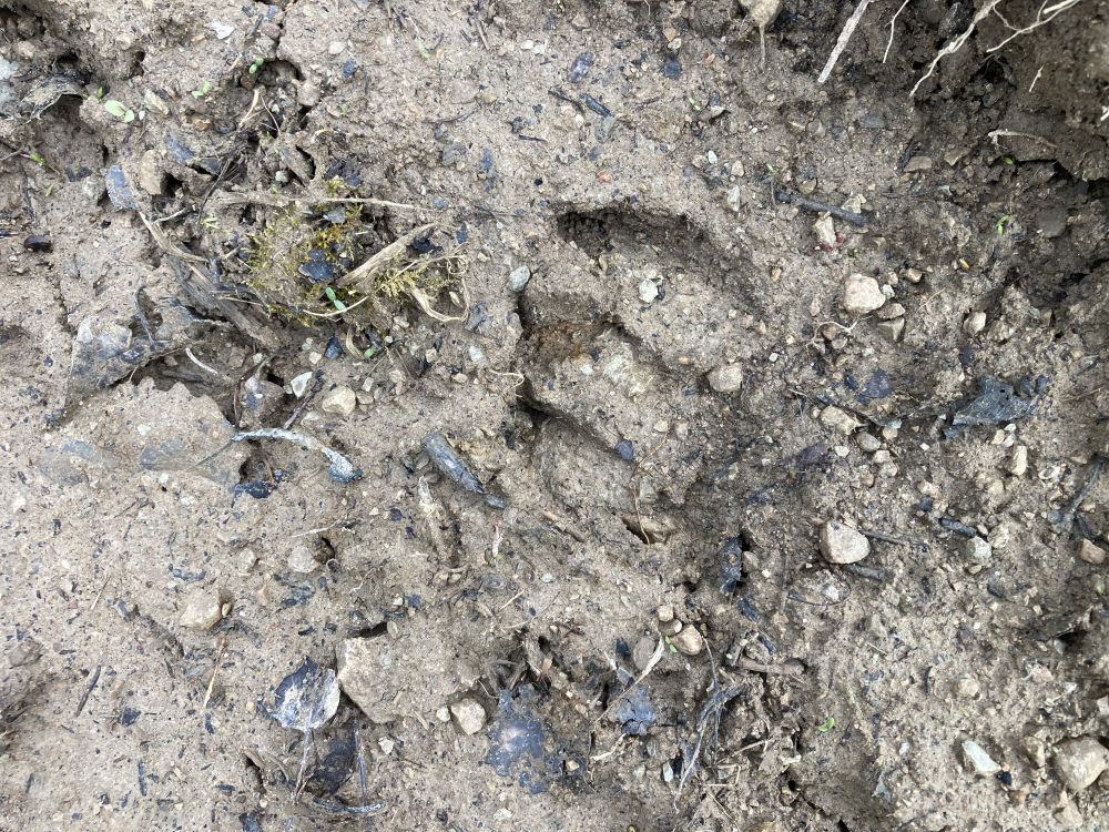 Metssea sõrgatsite jäljed