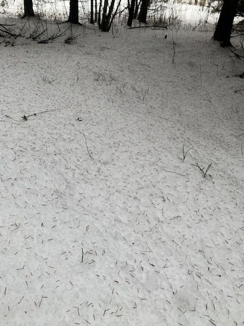 Vanemad inimesed mäletavad, et okste langemise järgi ennustati nii suurvett jõgedes, kui isegi seda, millal hobusega põllule võib saada.
