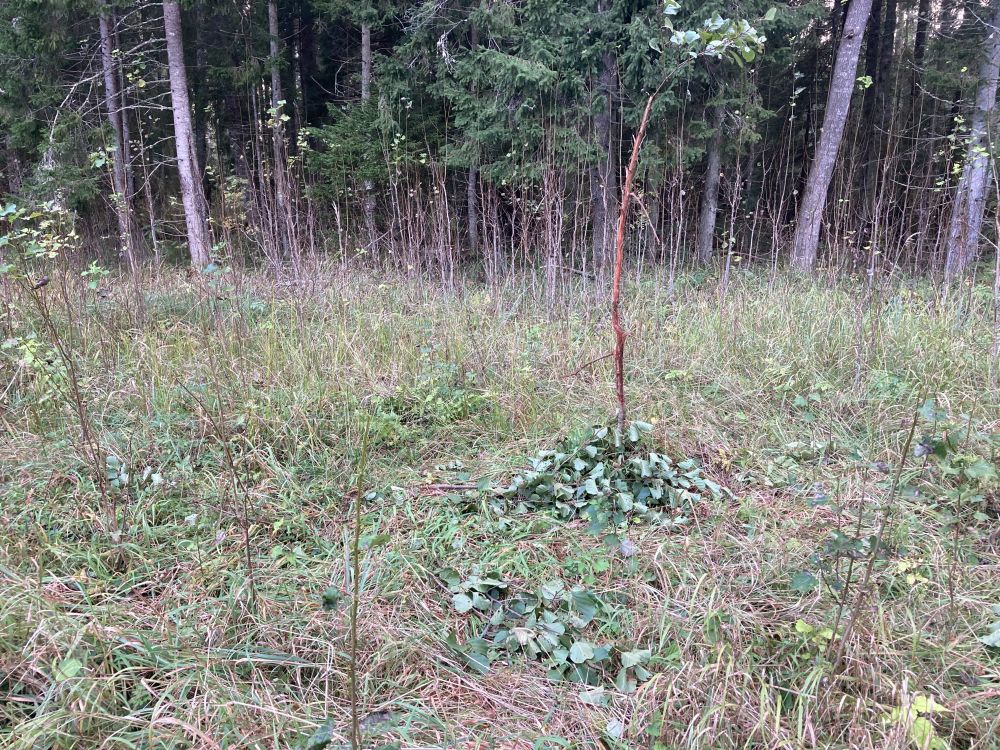 Põder on koorinud nähtaval kohal kasvava puu