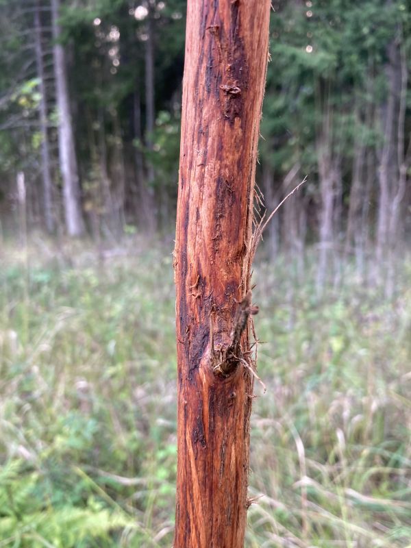 Põder on koorinud nähtaval kohal kasvava 