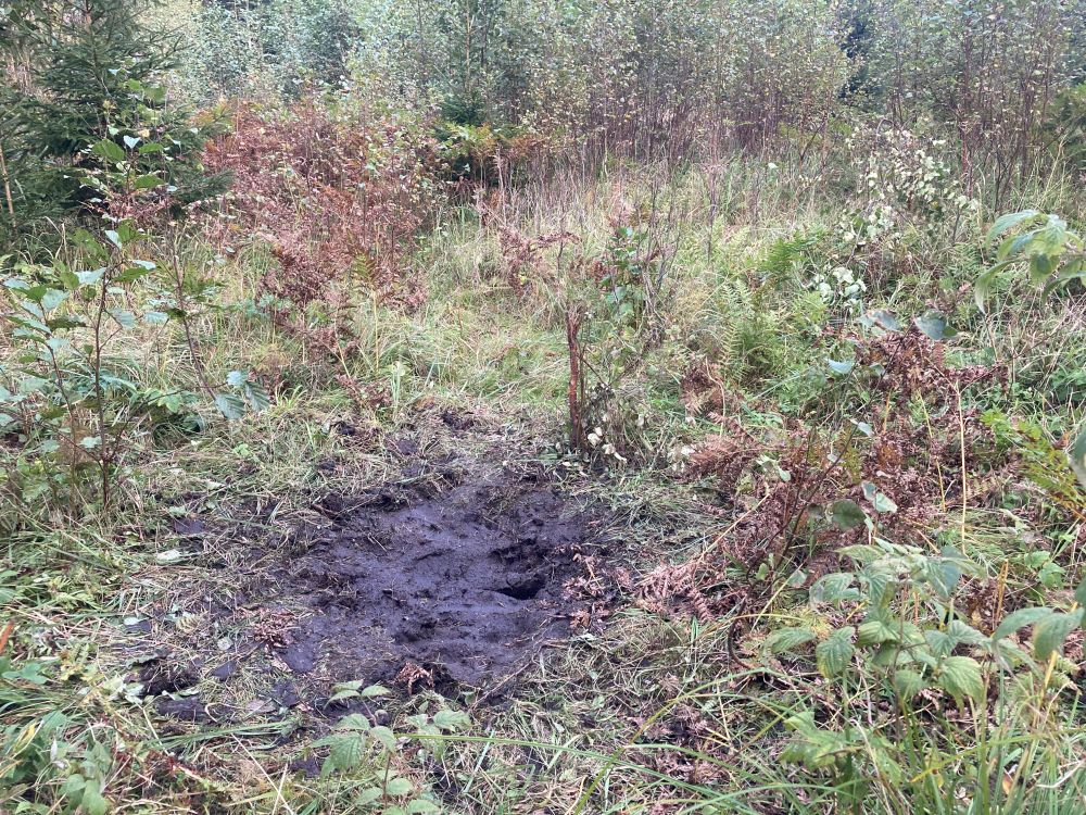 Põdrapulli kaabitud kiimalohk