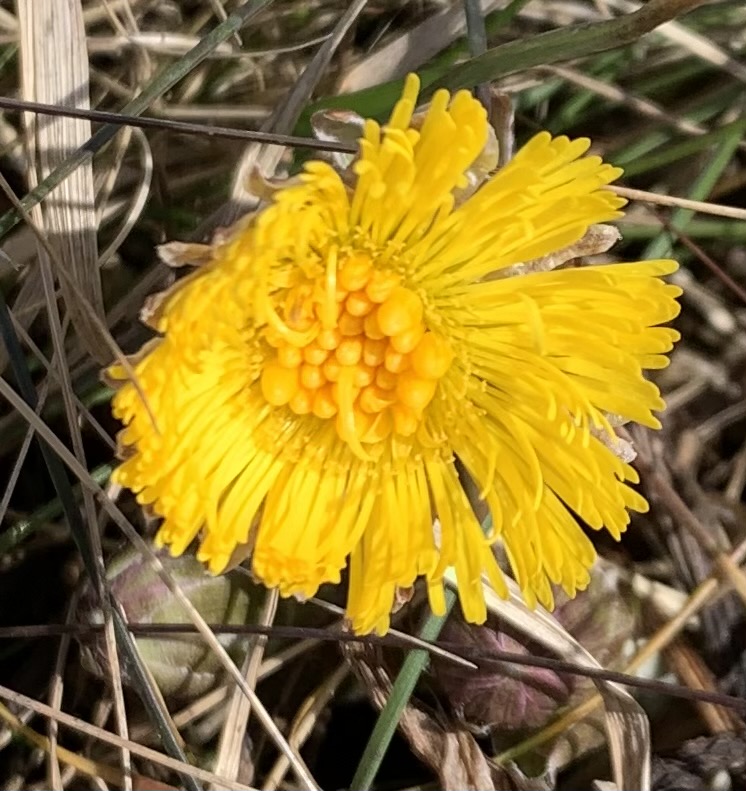 Paiseleht