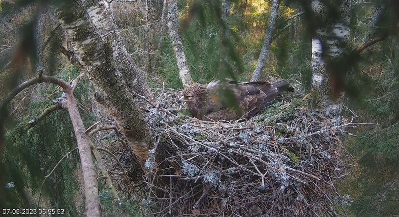 Isalind soojendab pesal mune emaslinnu äraolekutel