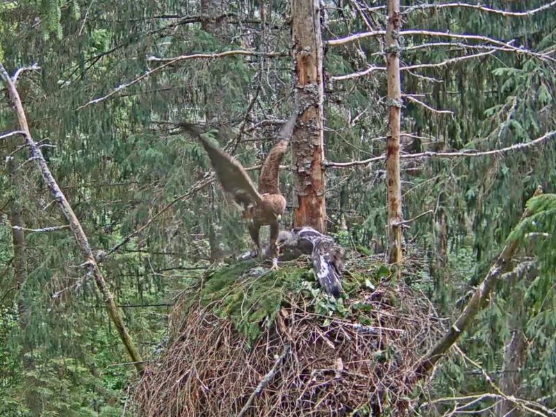 Isaslind Tõnn tõi pesale saagi, mis talt hetkega haarati ja aplalt alla kugistati.