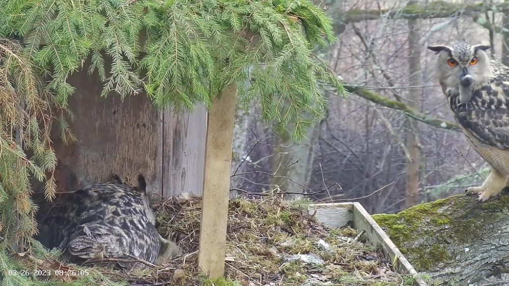 Isaslind on toonud emaslinnule kingituse närilise näol