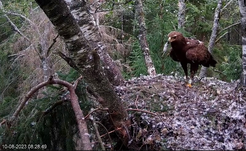 Isaslind ootab kotkapoega saagiga pesal ehk noorlind on nähtaval lähedal oleval oksal