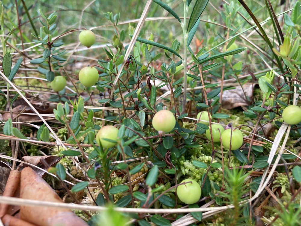 Aga jõhvikasoos on pilt selline