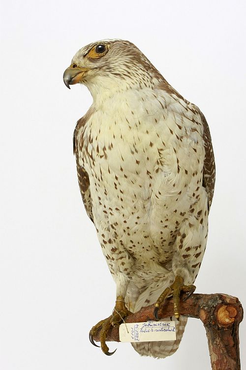 Jahipistrik. Lastud 1863. aasta aprillis Tartumaal Kurista külas. Topis asub Eesti Loodusmuuseumi kogus, eksemplar TAMZ0027527
