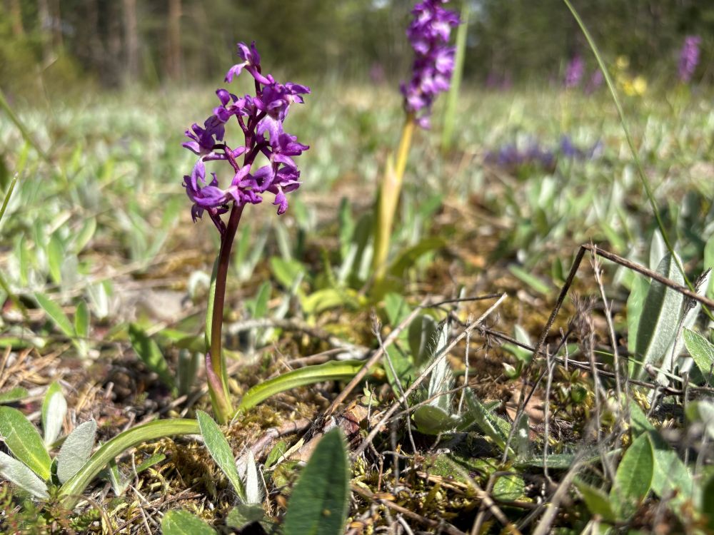 Jumalakäpp