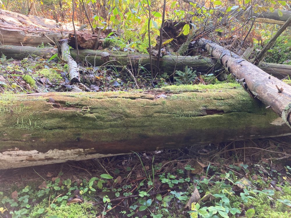 Sammal kasvab kõdupuidul, seda eriti okaspuu lamapuidul. Roheliste ja punakaspruunide nöörjate võsudega sammalt leiame kasvamas suurtel koorest vabanenud lamatüvedel.