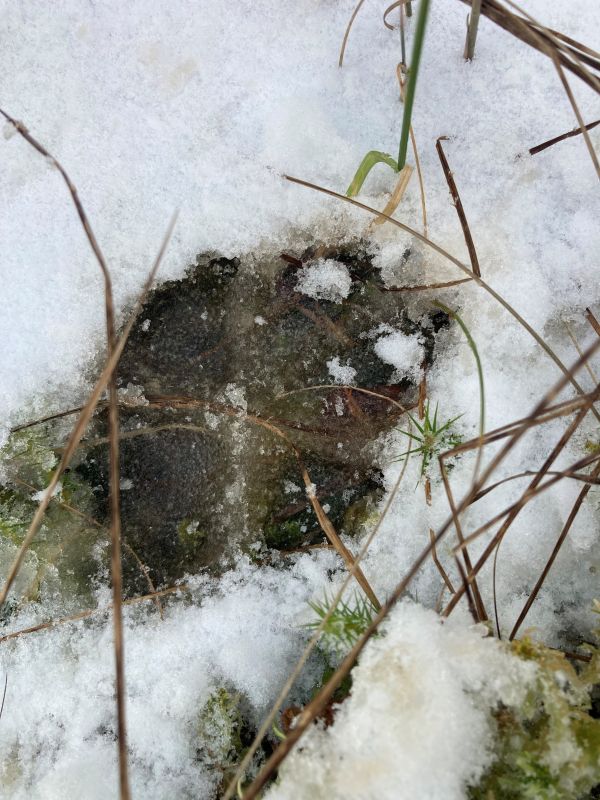 Käpajälg sulavas lumes