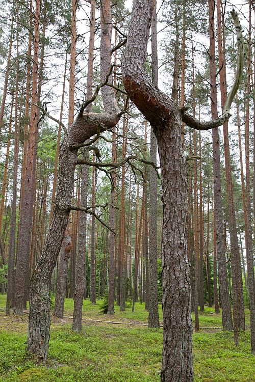 Kõverad männid