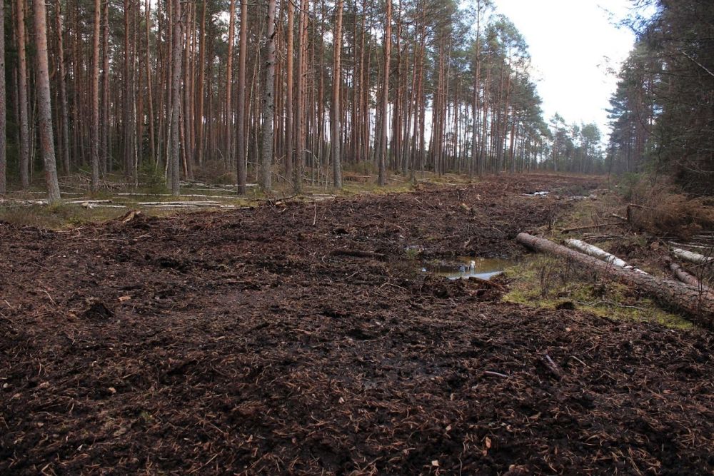 Kinniaetud kraav koos turbapaisuga meenutab segiaetud pinnasega metsasihti. Kaasikjärve raba Endla looduskaitsealal