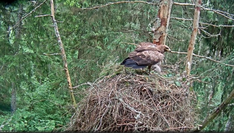 Kahenädalane suur-konnatkas on kenasti kasvanud, lennuvõimestumiseni kulub veel umbes viiskümmend päeva