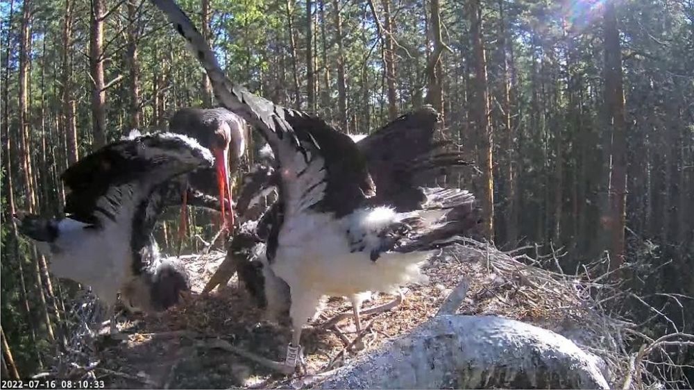 Veidi peale kella kaheksat tõi toidu kurepoegadele emaslind Kaia