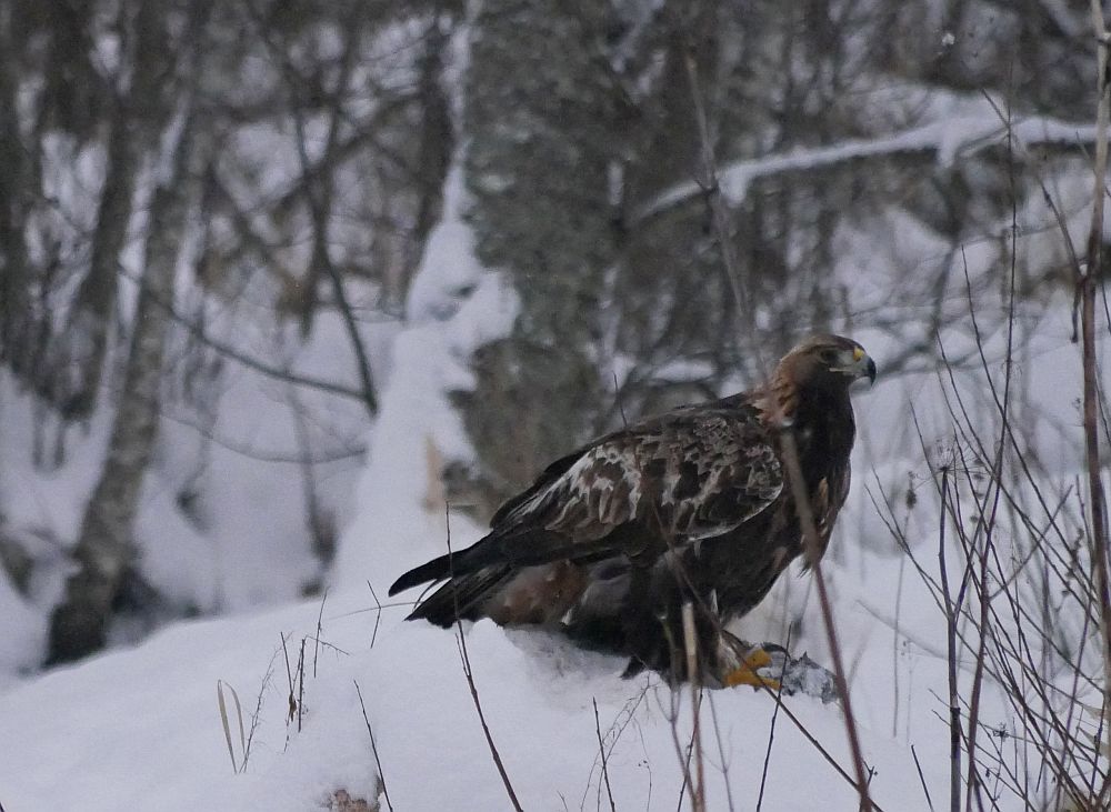 Kaljukotkas 