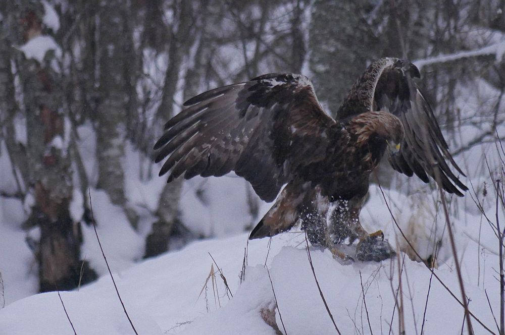 Kaljukotkas 