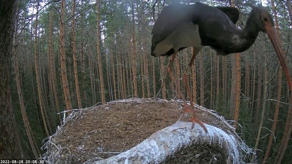 Karl lahkus pesalt kell 20.08 ja võiks jääda täna lähikonda. Hilja juba rännet alustada.