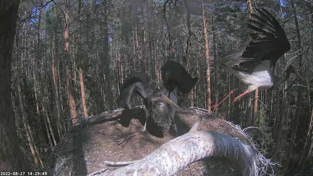 Eile käis isalind Karl pesal kus valjuhäälselt ja pikalt nõudis Waba toitu, aga vali mangumine teisi kurepoegi kohale ei toonud