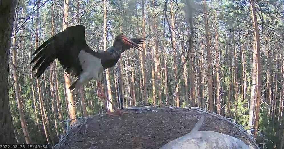 Isaslind Karl saabus pesale kella kolmveerand nelja järel