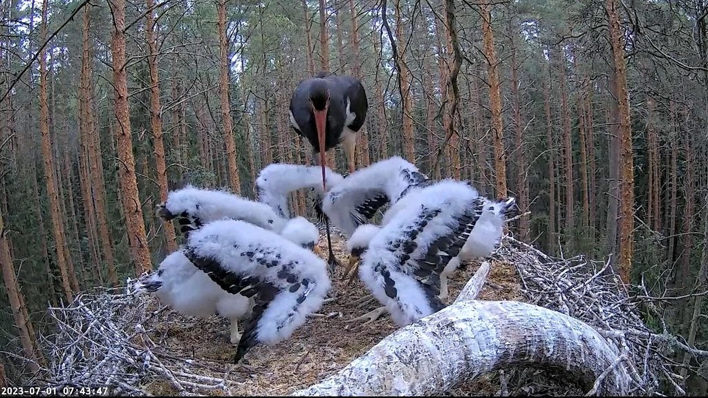 Isaslind Karl tõi kurepoegadele väikeseid kalu