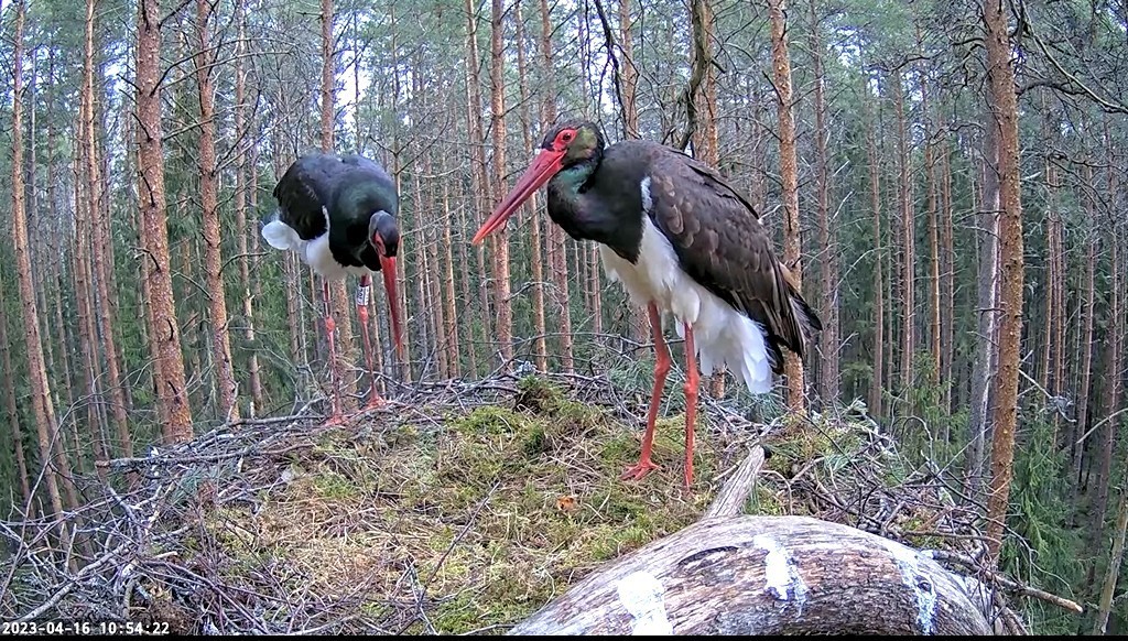 Must-toonekure paar Karula pesal