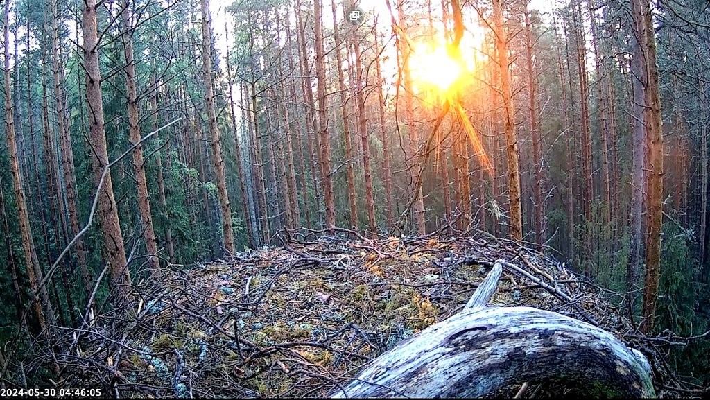 Pärast isaslind Karli hukkumist on Karula pesa tühjaks jäänud. 