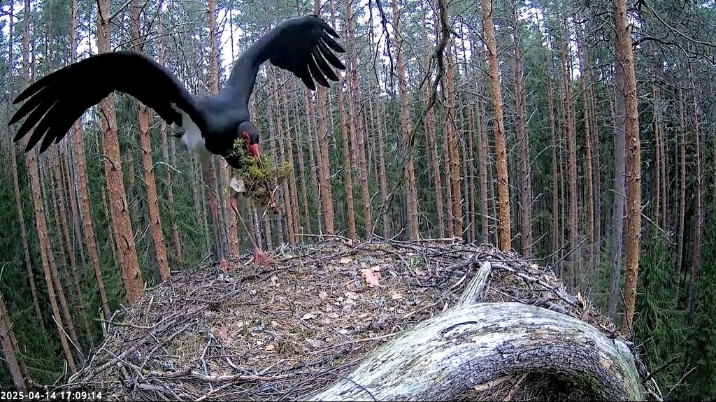 Must-toonekurg alustas Karulas üleeile pesapõhja rajamist