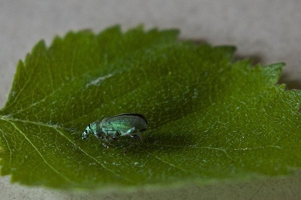 Kase-keerukärsakad on andekad leherullijad, nad võivad kokku rullida kas ühe või kaks lehte korraga