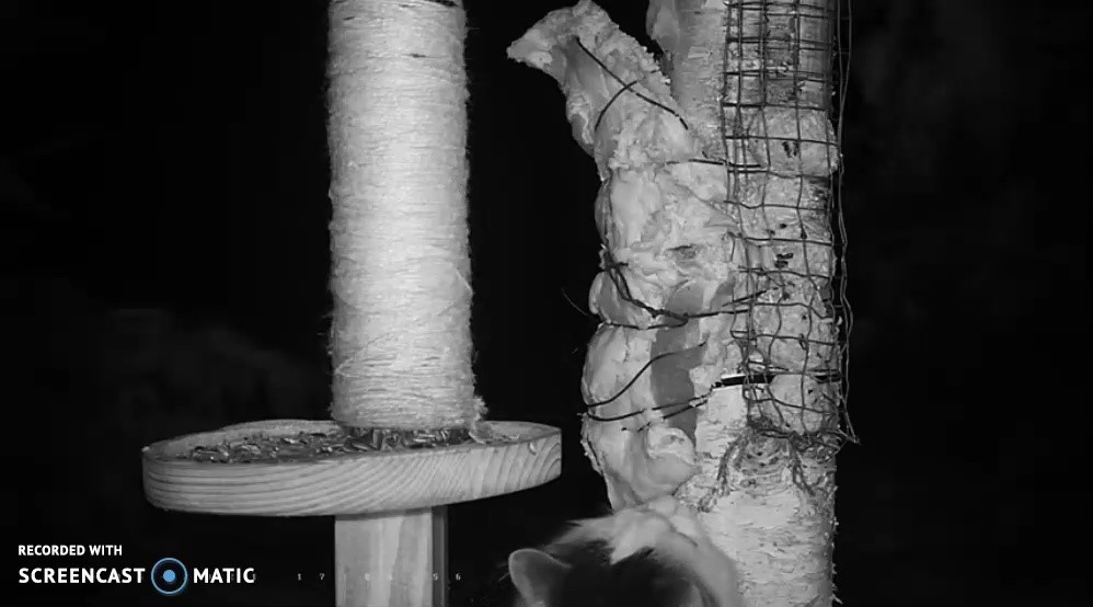 Välimuselt paistab tegu olevat hästi toidetud „uurimisretkel“ kodukassiga ja usutavalt pole toidumaja külalistel kassi kimbutamisi päevasel aja vaja peljata.