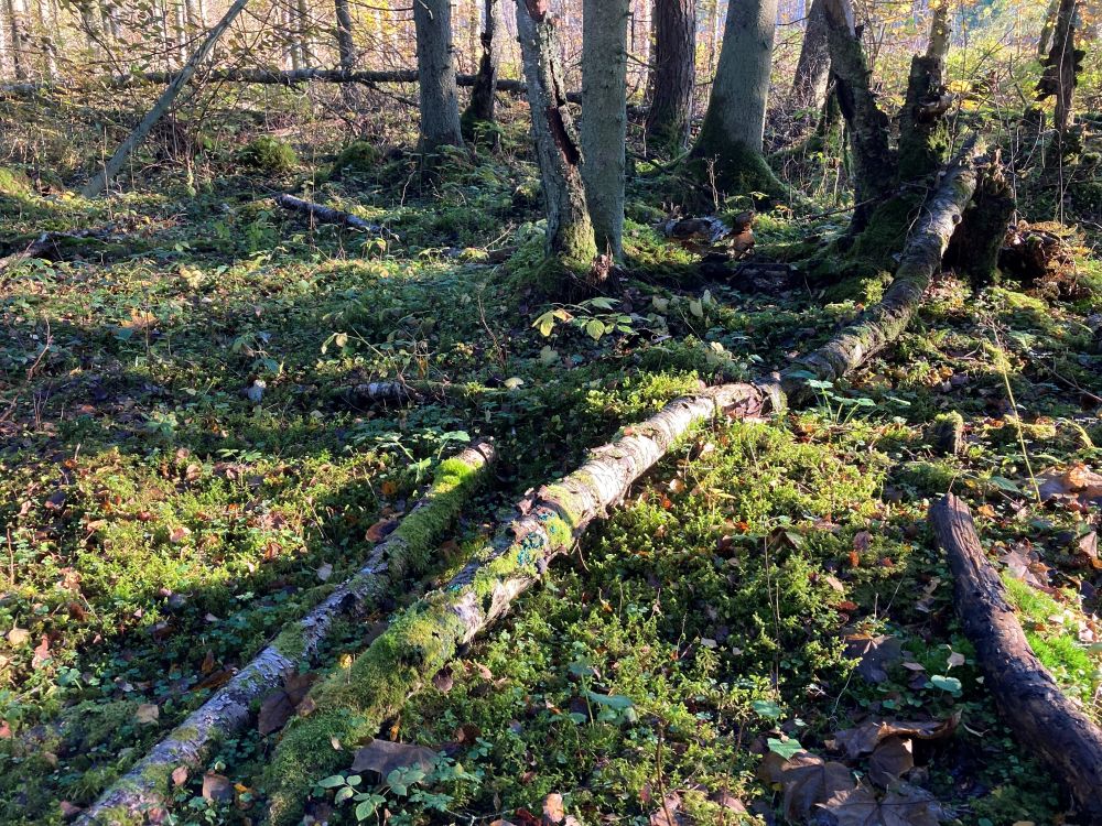 Kasvukoht