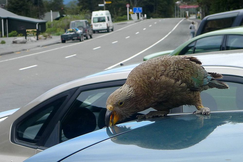 Kea ehk keapapagoi 