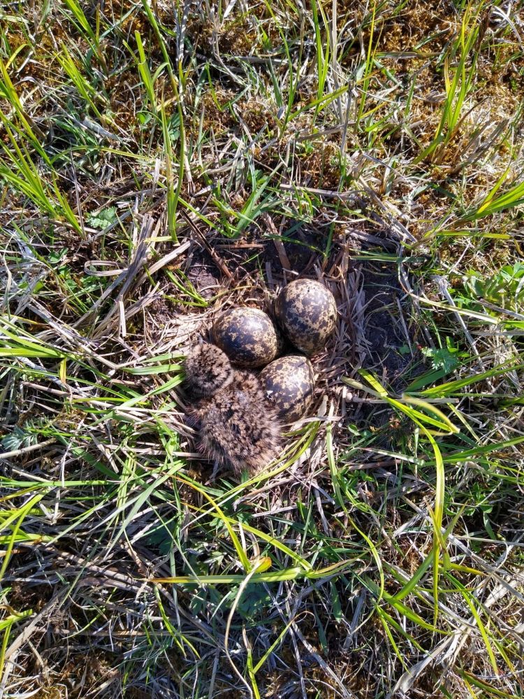 Kiivitaja pesitsusperiood on Soomes viimase 43 aasta jooksul lühenenud kolme päeva võrra. 