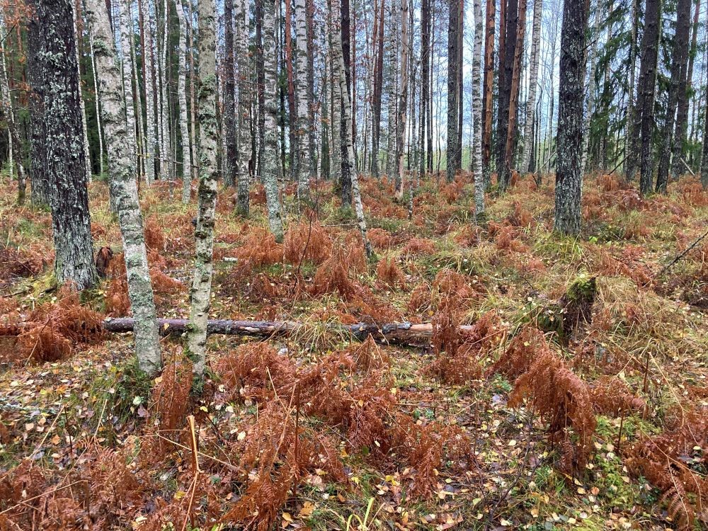 Kilpjalamets