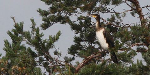 Kormoran 
