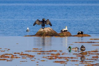 Kormoran ehk karbas