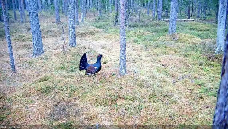 Kukk mänguplatsil