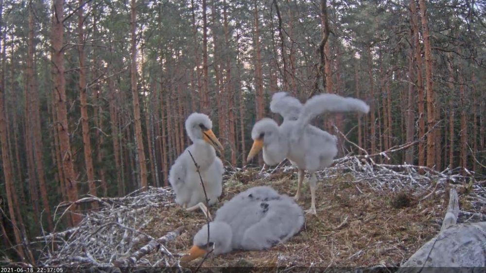 Eile õhtul prooviti tiibu, mida vanalinnud osavalt kasutavad