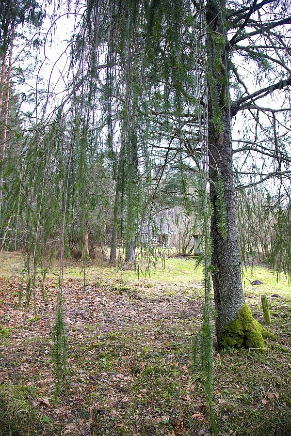 Pikkade langevate okstega ussikuusk Lobis 