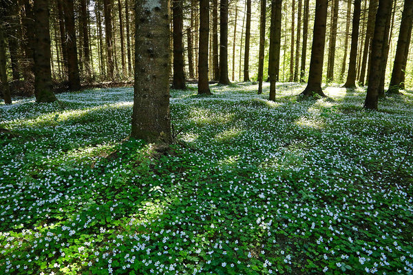 Jänesekapsakuusik