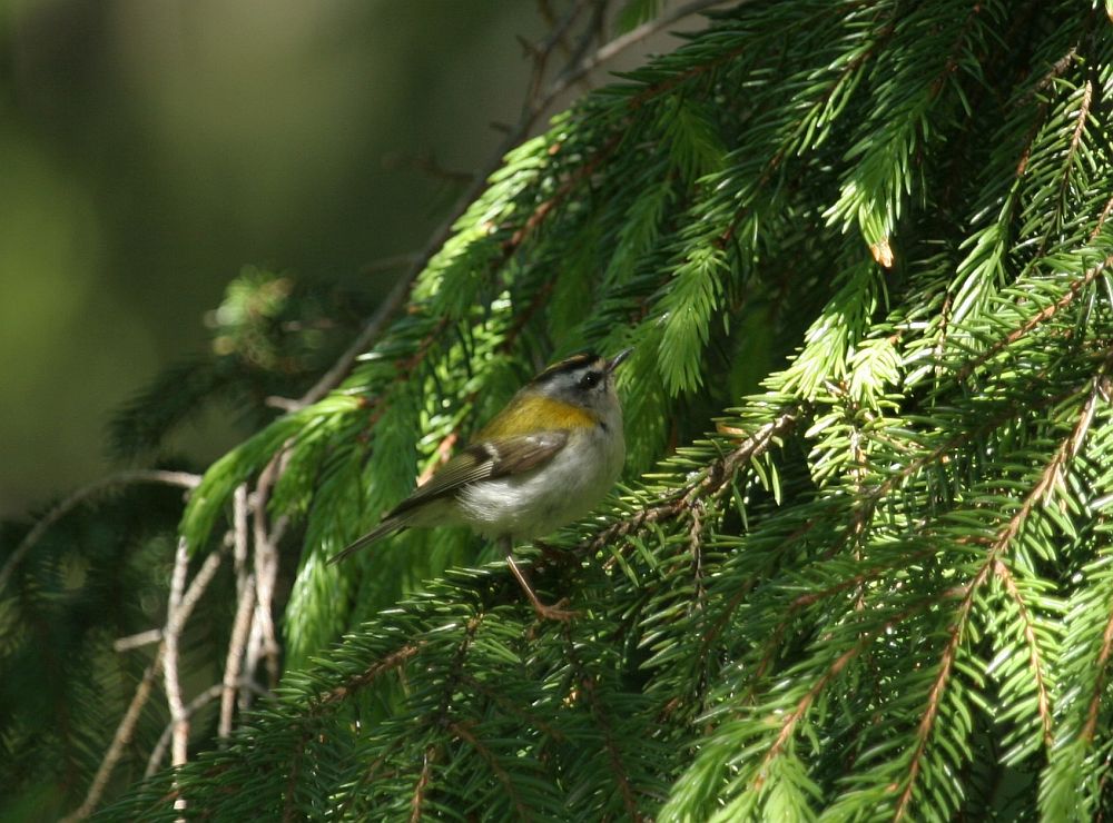 12.05.-03.06.2006 vaadeldi territoriaalset lääne-pöialpoissi Ida-Virumaal Jõugal, liigi kindel pesitsemine jäi siis tuvastamata.