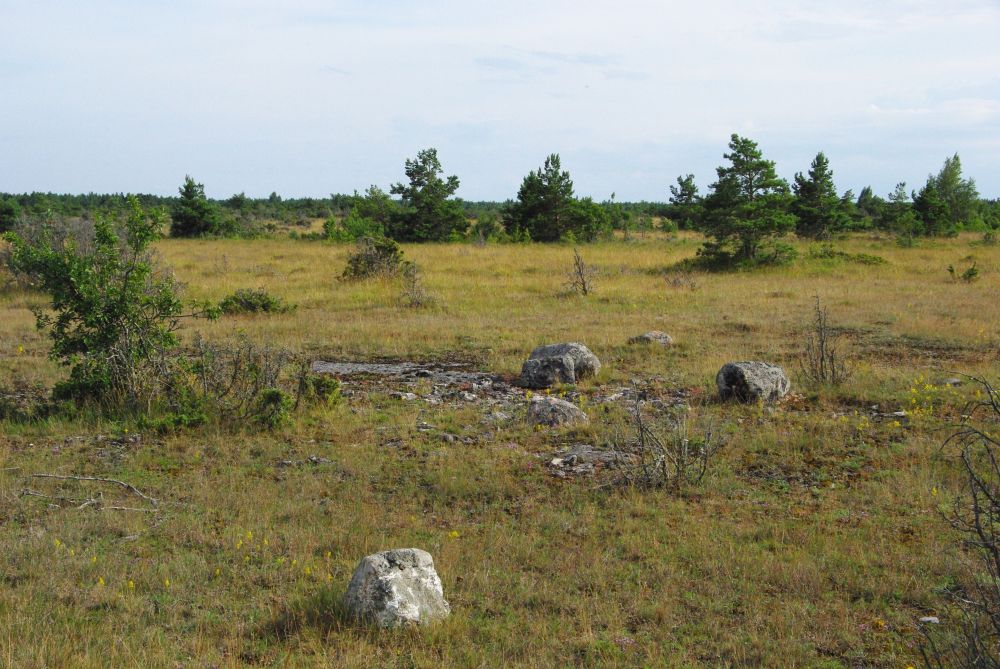 Lõo loopealne