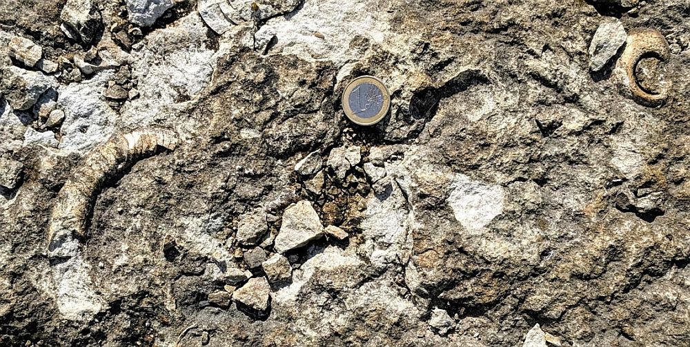 Lõpueksam: Kumb on tigu ja kumb on nautiloid?