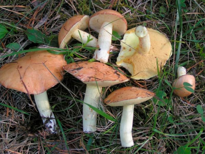 Lambatatik