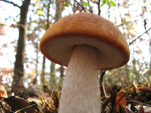 Leccinum populinum