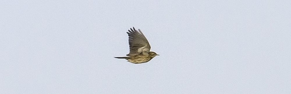 Leetkiur, 20.10.2017 Västra Norrskär